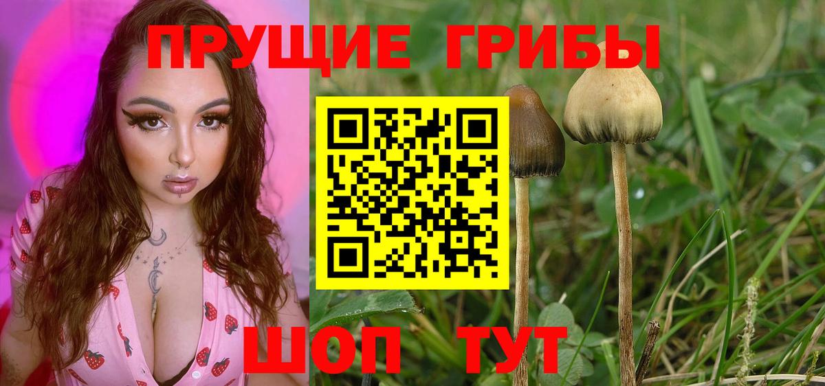 Чистополь  Псилоцибиновые грибы Psilocybine cubensis  Вход с VPN 